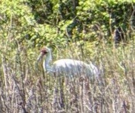 Whooping Crane - ML431953341