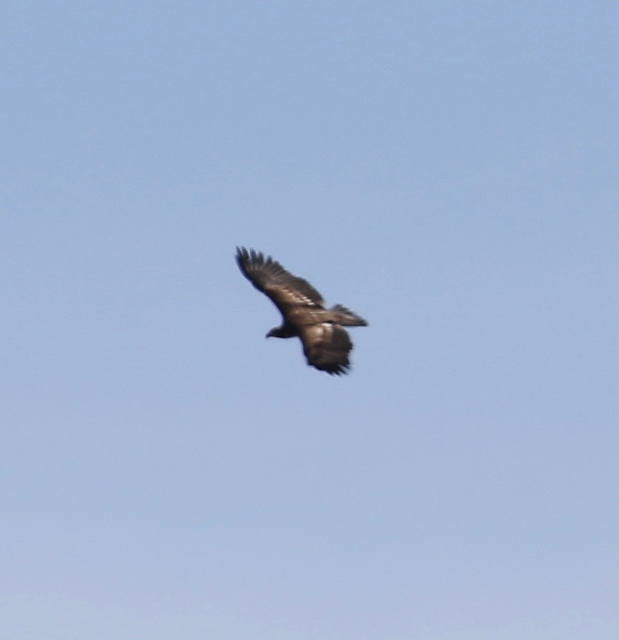 Bald Eagle - ML431953881