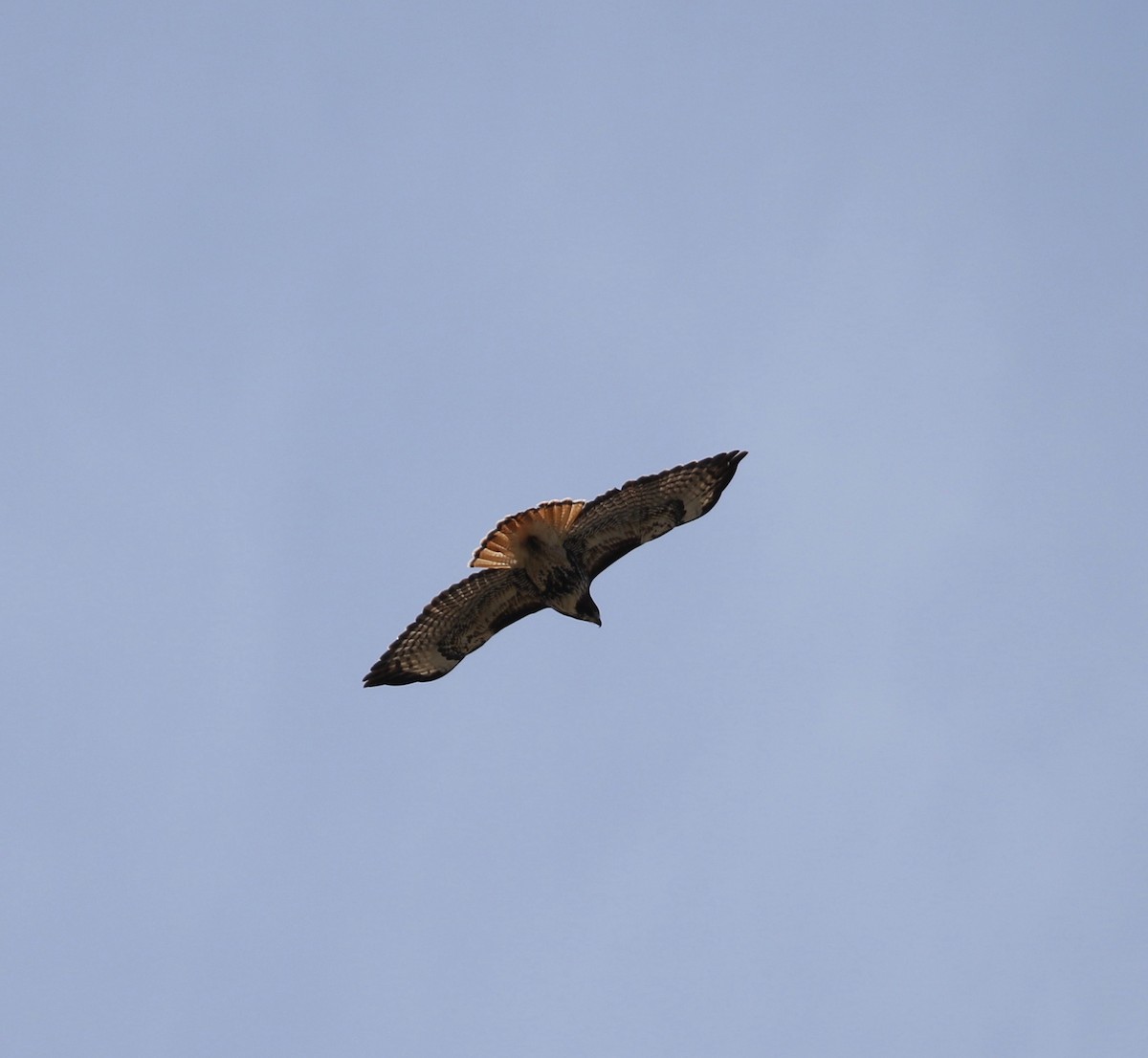 Red-tailed Hawk - ML431953901