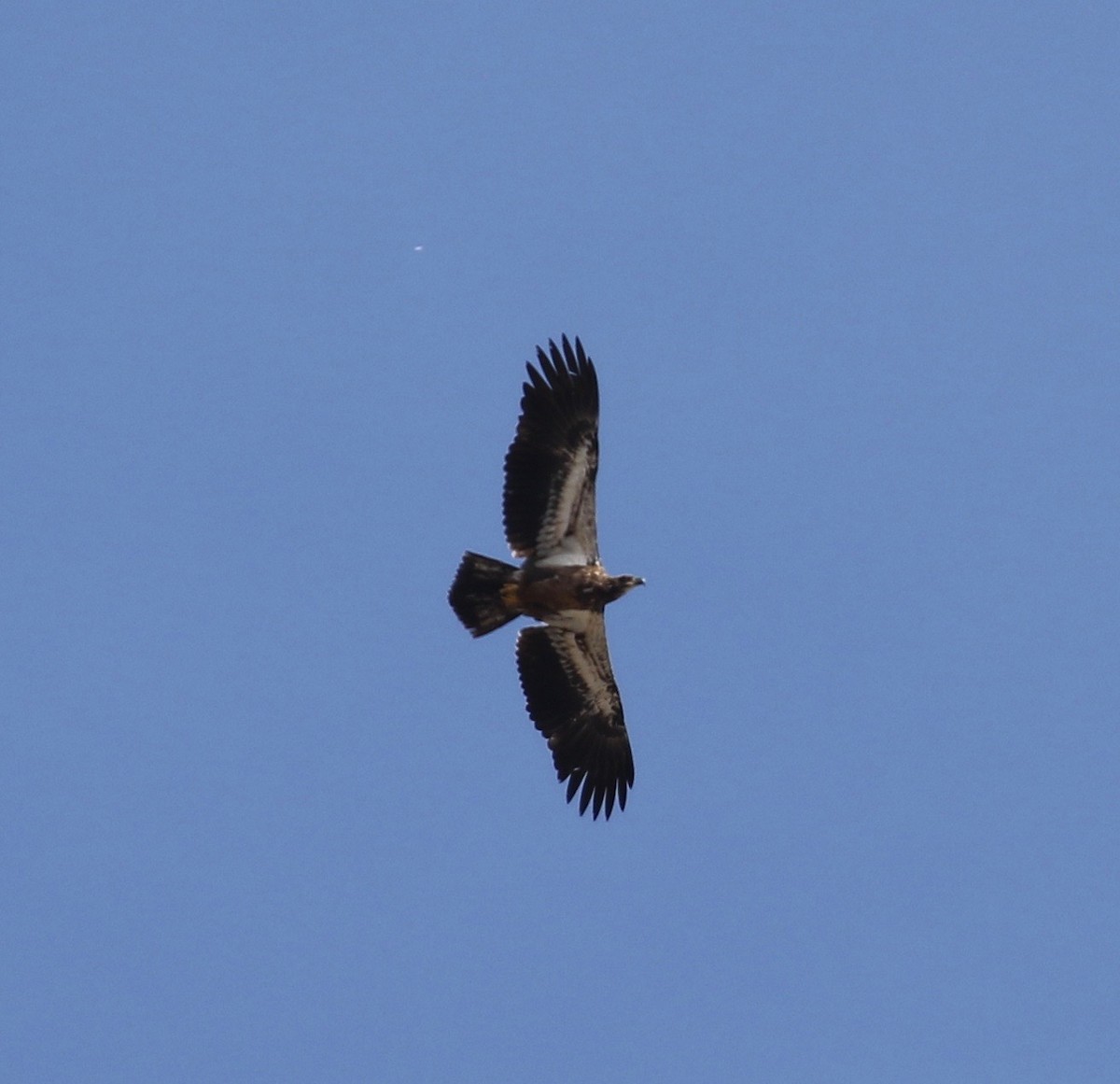 Bald Eagle - ML431953931