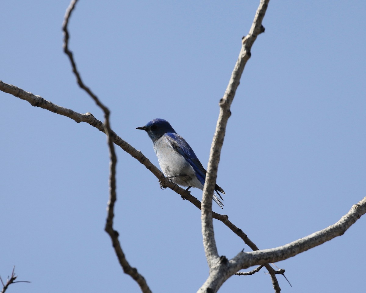 Mountain Bluebird - ML431954021