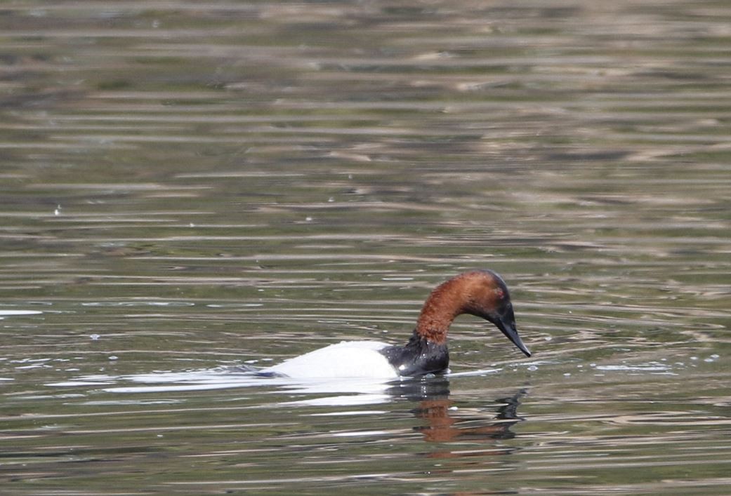 Canvasback - Derek LaFlamme