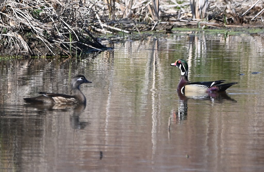 Wood Duck - ML431956461