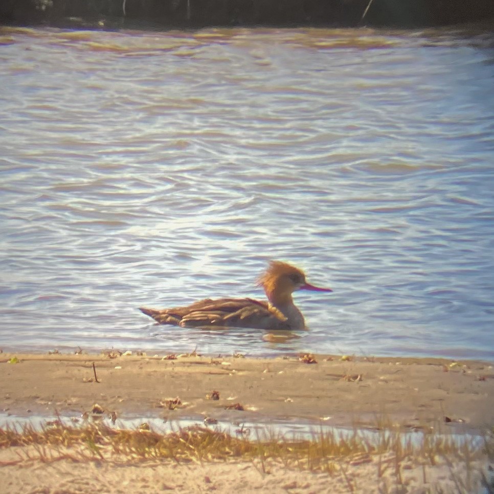 Red-breasted Merganser - ML431956641