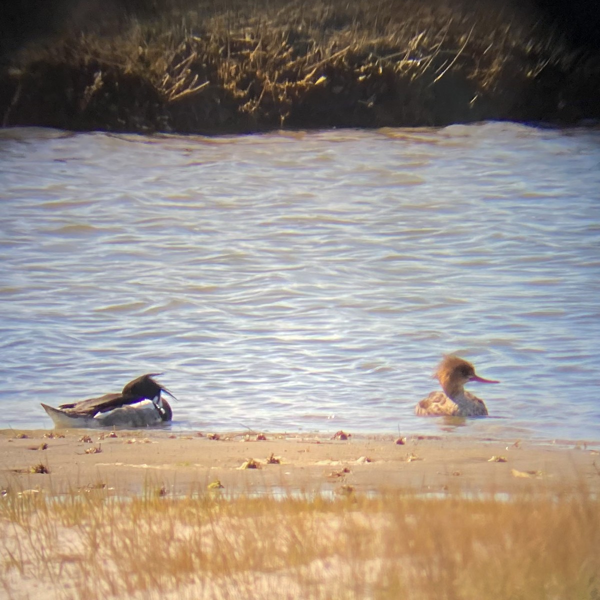 Red-breasted Merganser - Douglas Bruns