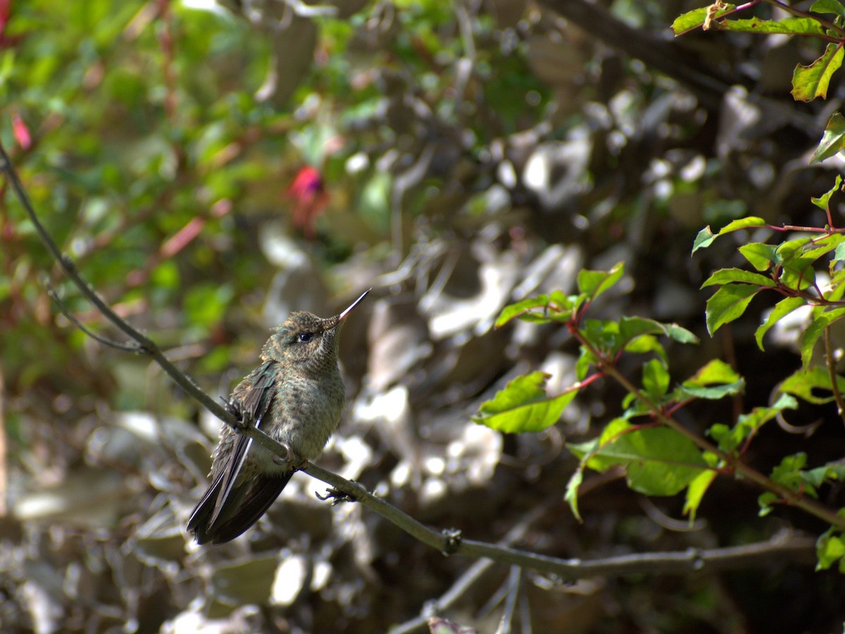 Green-backed Firecrown - ML431957341