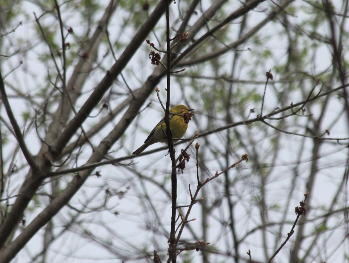 Pine Warbler - ML431957521