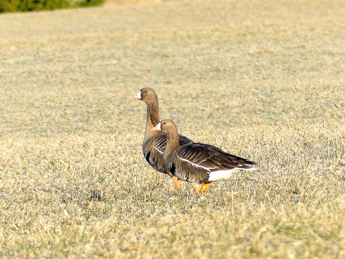 Greater White-fronted Goose - ML431957651