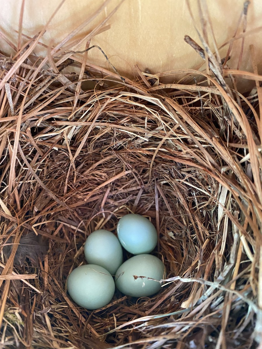 Eastern Bluebird - ML431959811