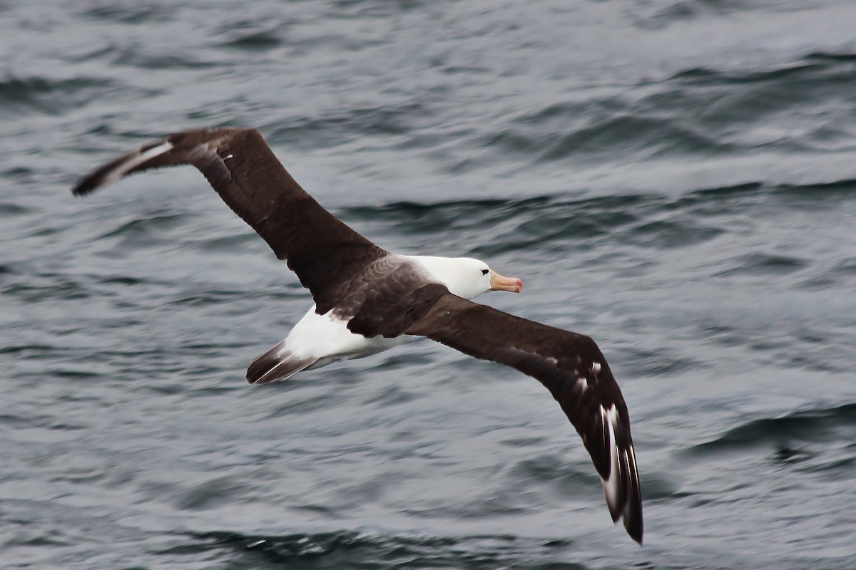 Black-browed Albatross - ML431959831