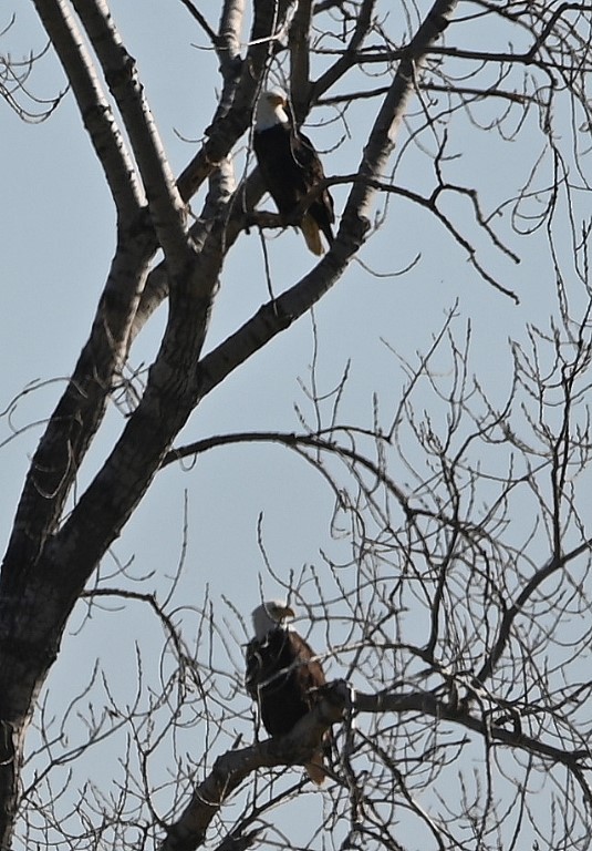 Bald Eagle - ML431959951