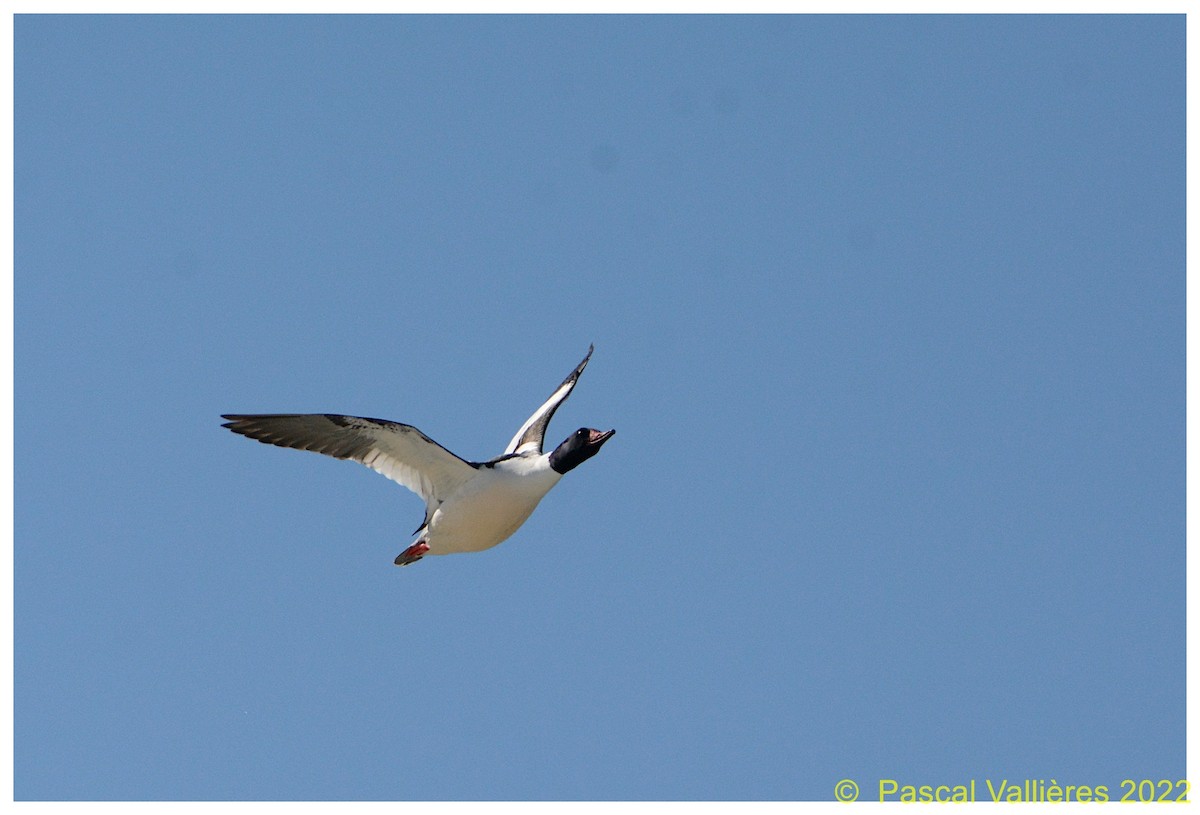 Common Merganser - ML431960011