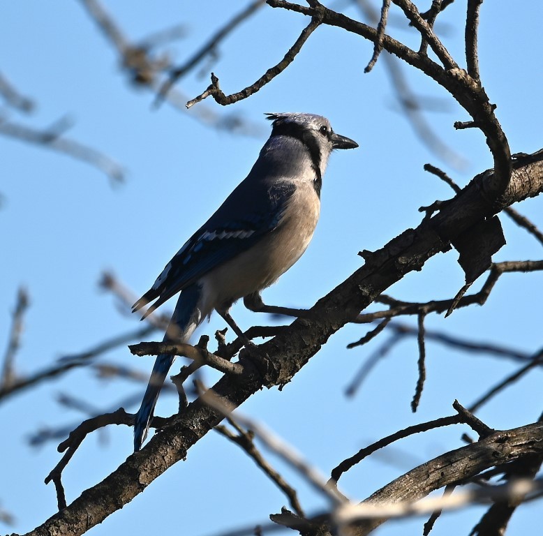 Blue Jay - ML431960091