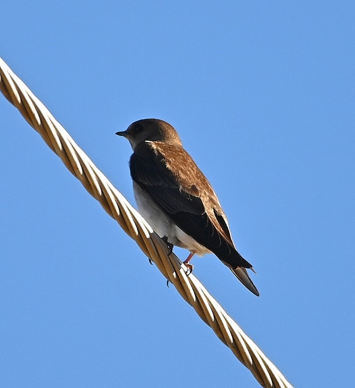 Northern Rough-winged Swallow - ML431960401