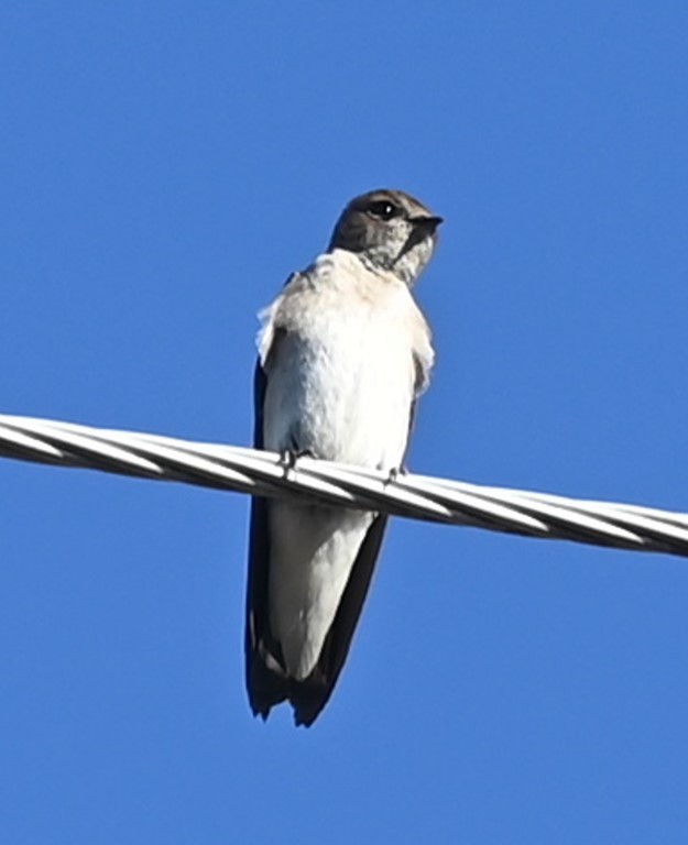 Northern Rough-winged Swallow - ML431960411