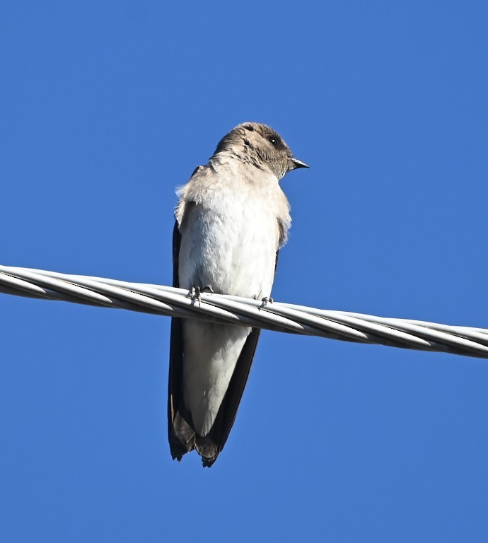 Northern Rough-winged Swallow - ML431960421