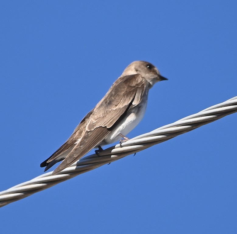 Northern Rough-winged Swallow - ML431960441