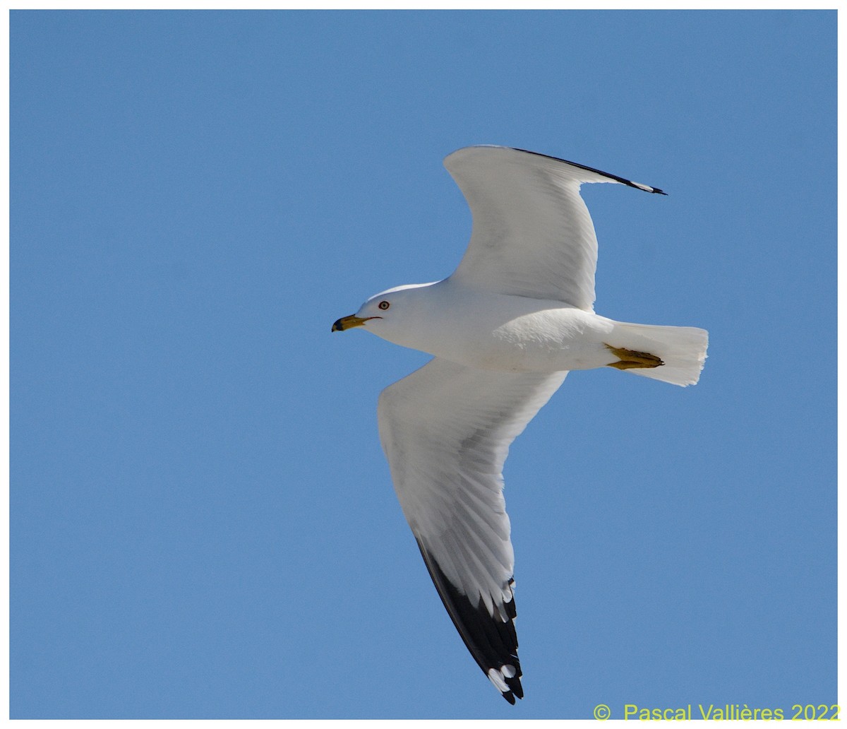 Ring-billed Gull - ML431960451