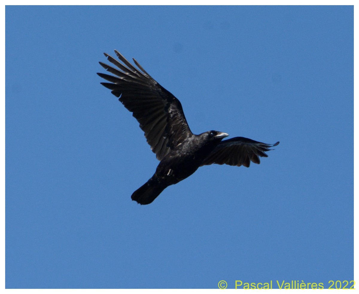 American Crow - ML431960501