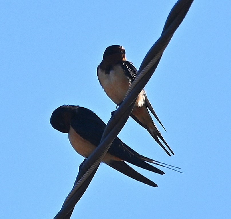 Barn Swallow - ML431960521