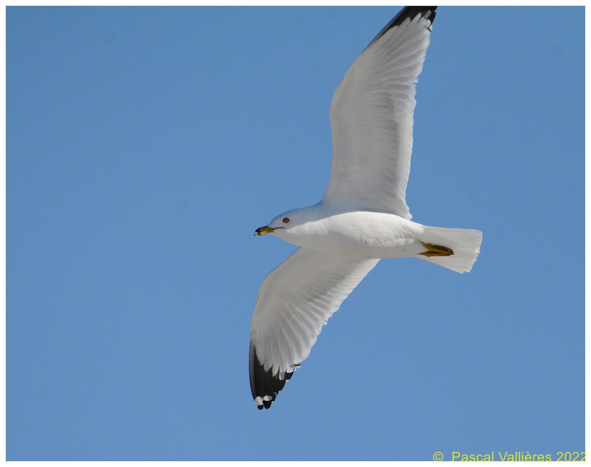 Ring-billed Gull - ML431960541