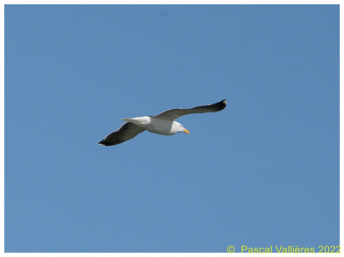 Great Black-backed Gull - ML431960551