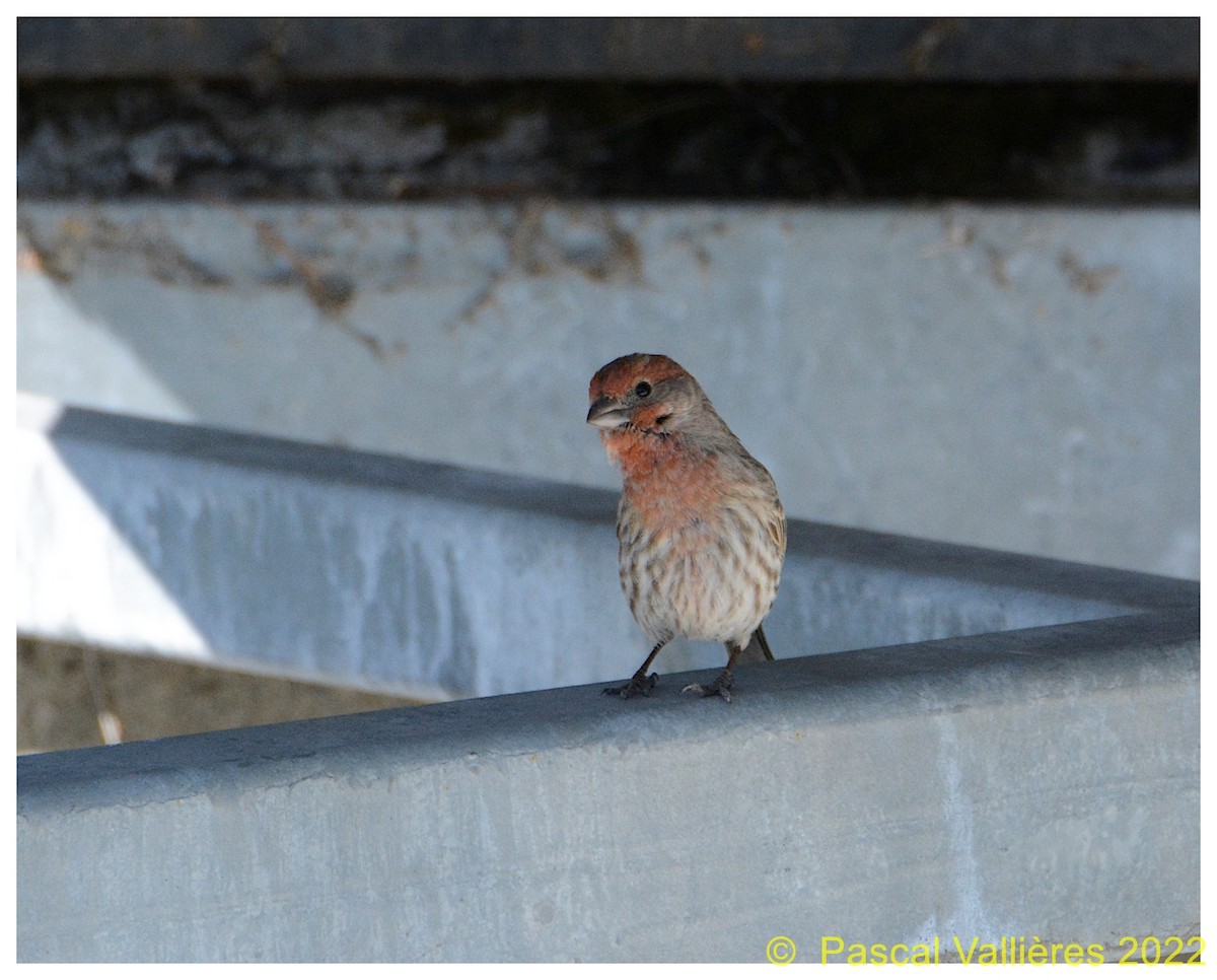 House Finch - ML431960591