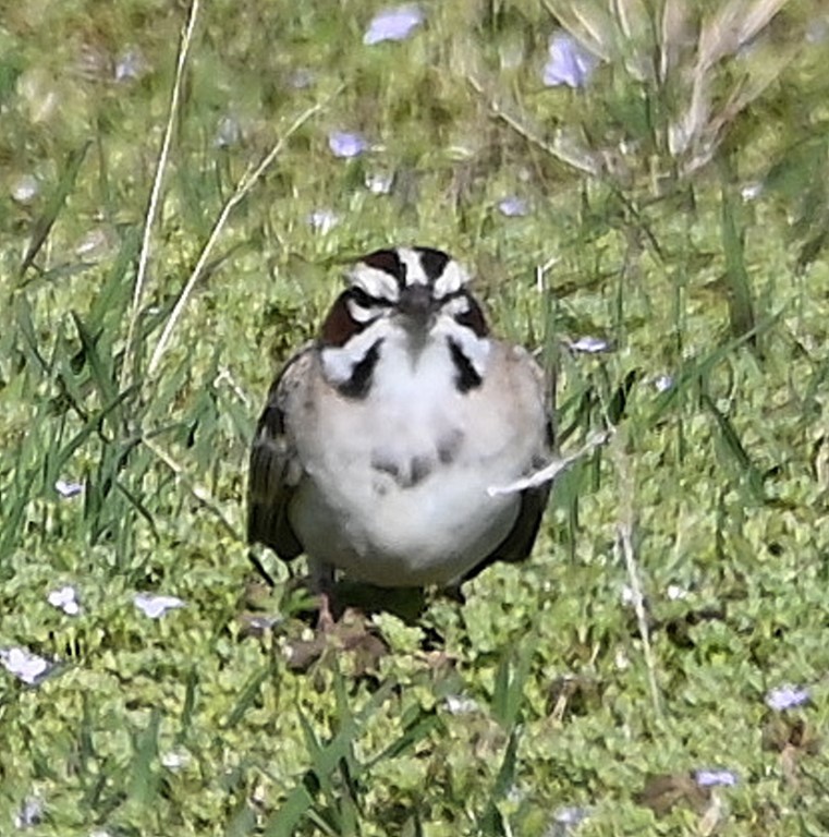 Lark Sparrow - ML431960761