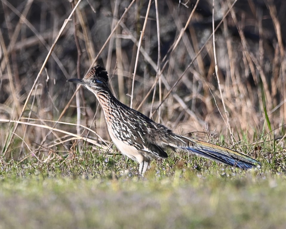 Greater Roadrunner - ML431961861