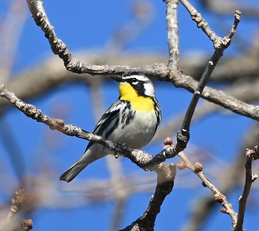 Yellow-throated Warbler - ML431962331