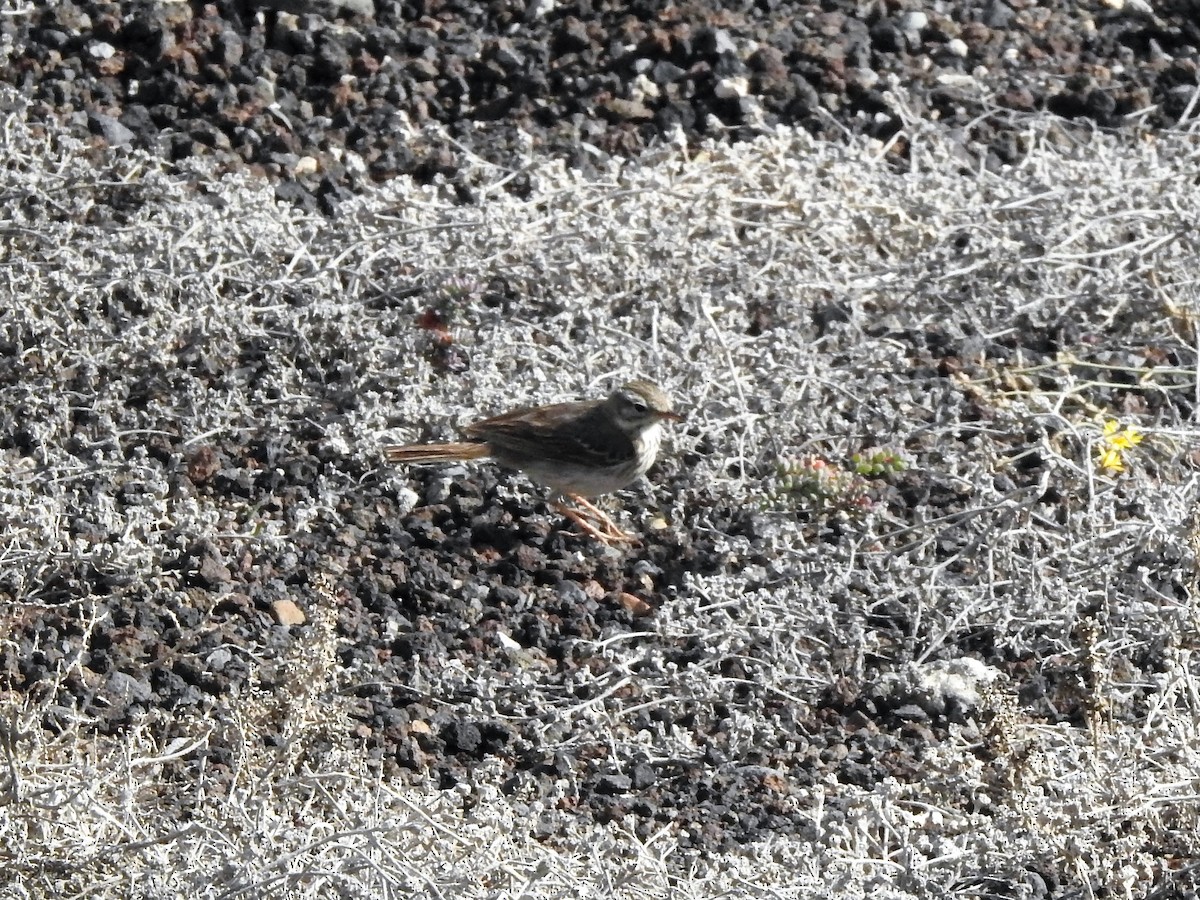 Pipit de Berthelot - ML431963391
