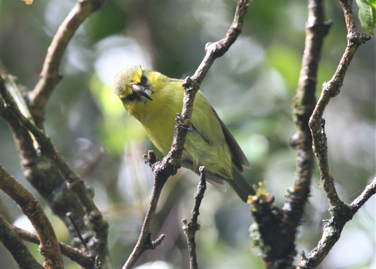 Papageischnabel-Kleidervogel - ML431964301