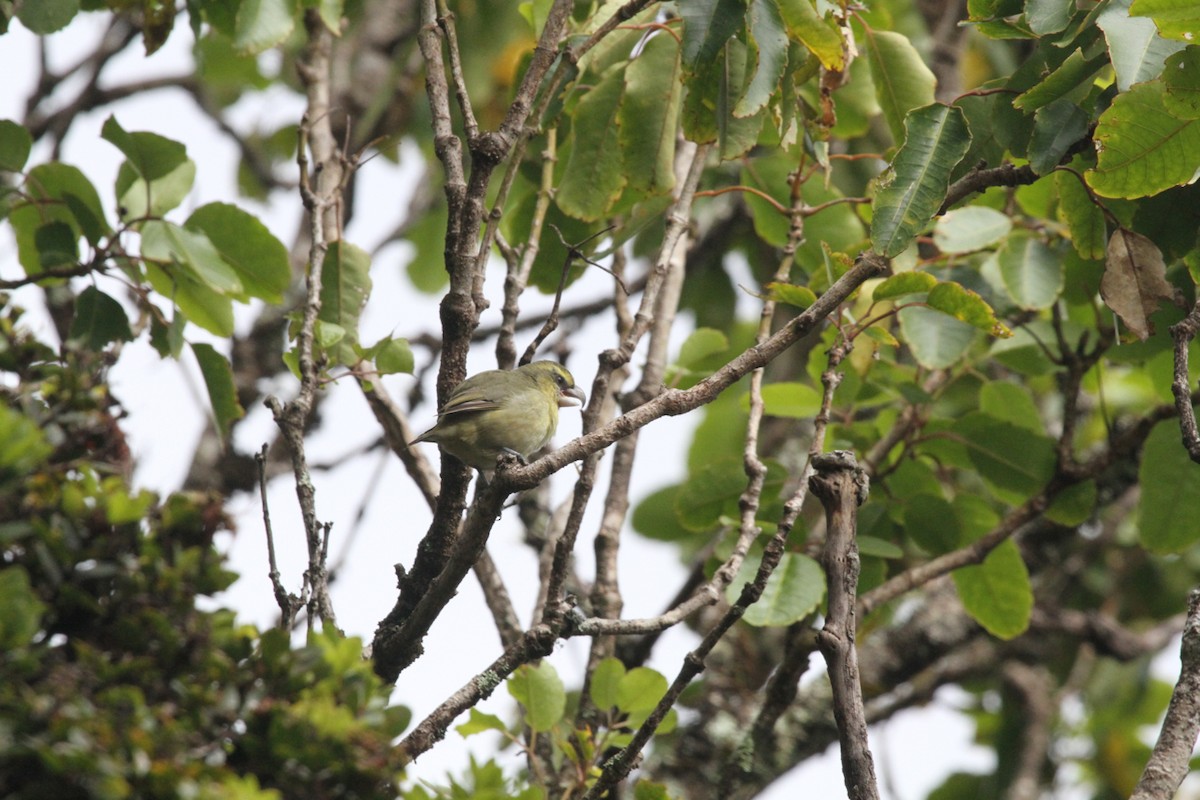 Papageischnabel-Kleidervogel - ML431964331