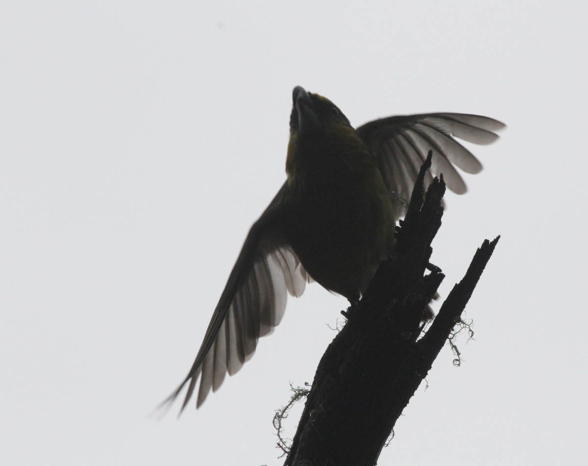 Papageischnabel-Kleidervogel - ML431964341