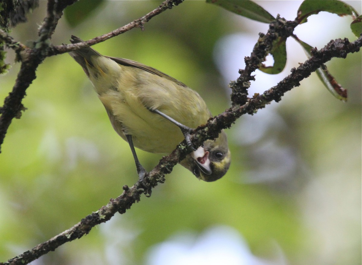 Papageischnabel-Kleidervogel - ML431964371