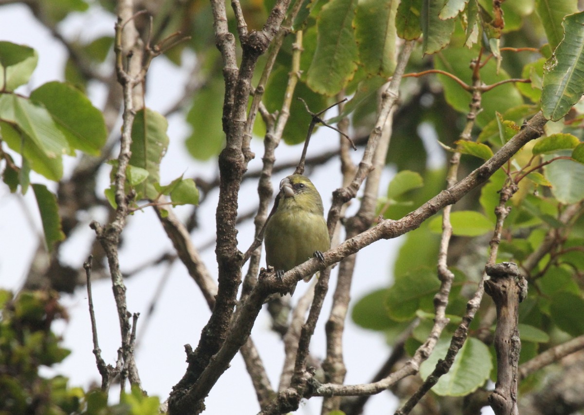 Maui Parrotbill - ML431964391