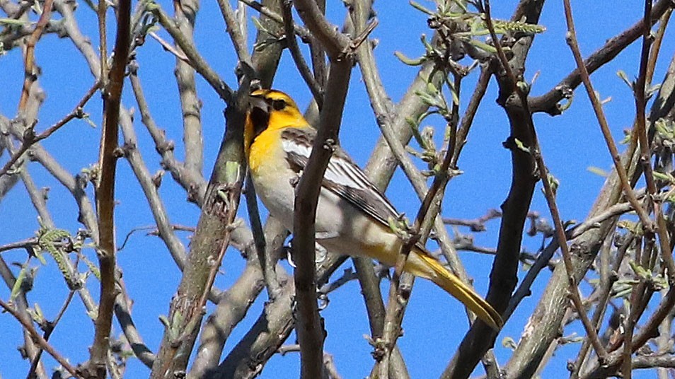 Bullock's Oriole - ML431965791