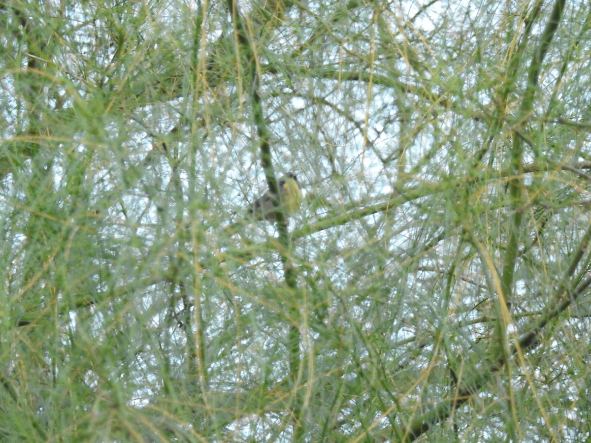 Common Yellowthroat - Rose Marx