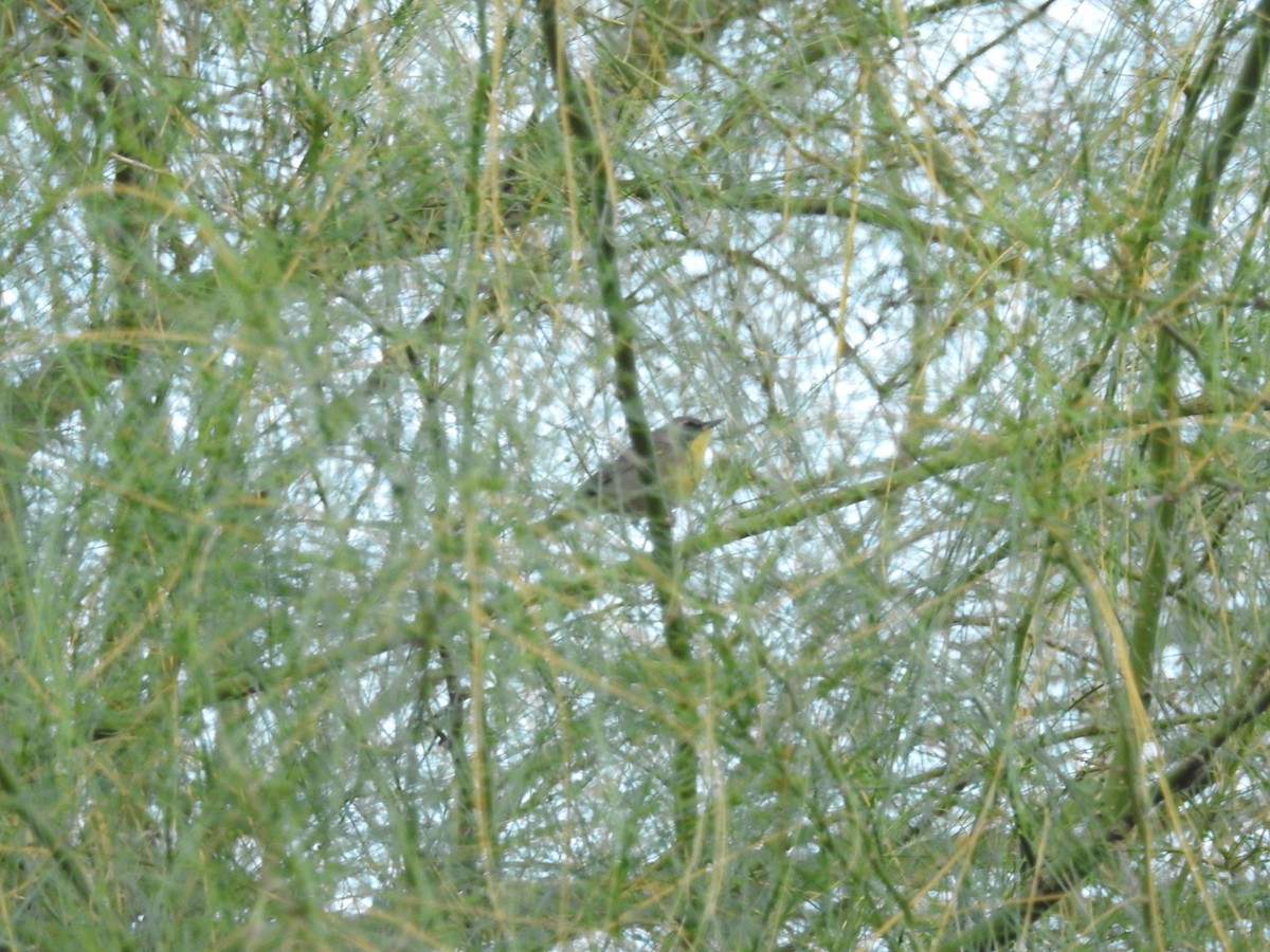 Common Yellowthroat - ML431966341