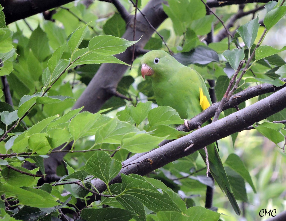 Yellow-chevroned Parakeet - ML431967061