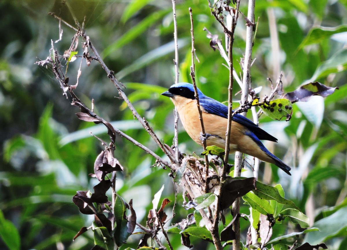 Fawn-breasted Tanager - Carlos Cabrera