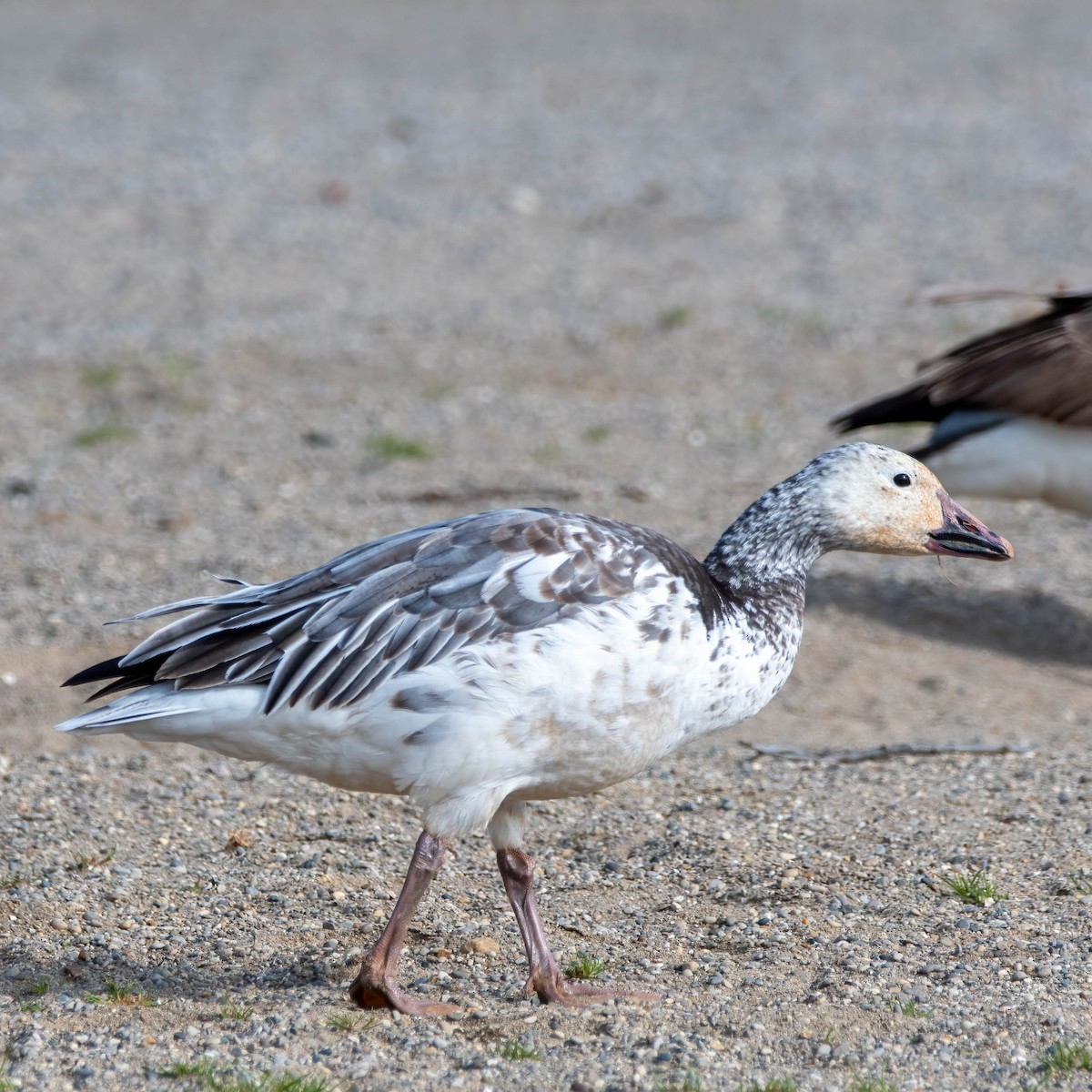 Snow Goose - Anonymous