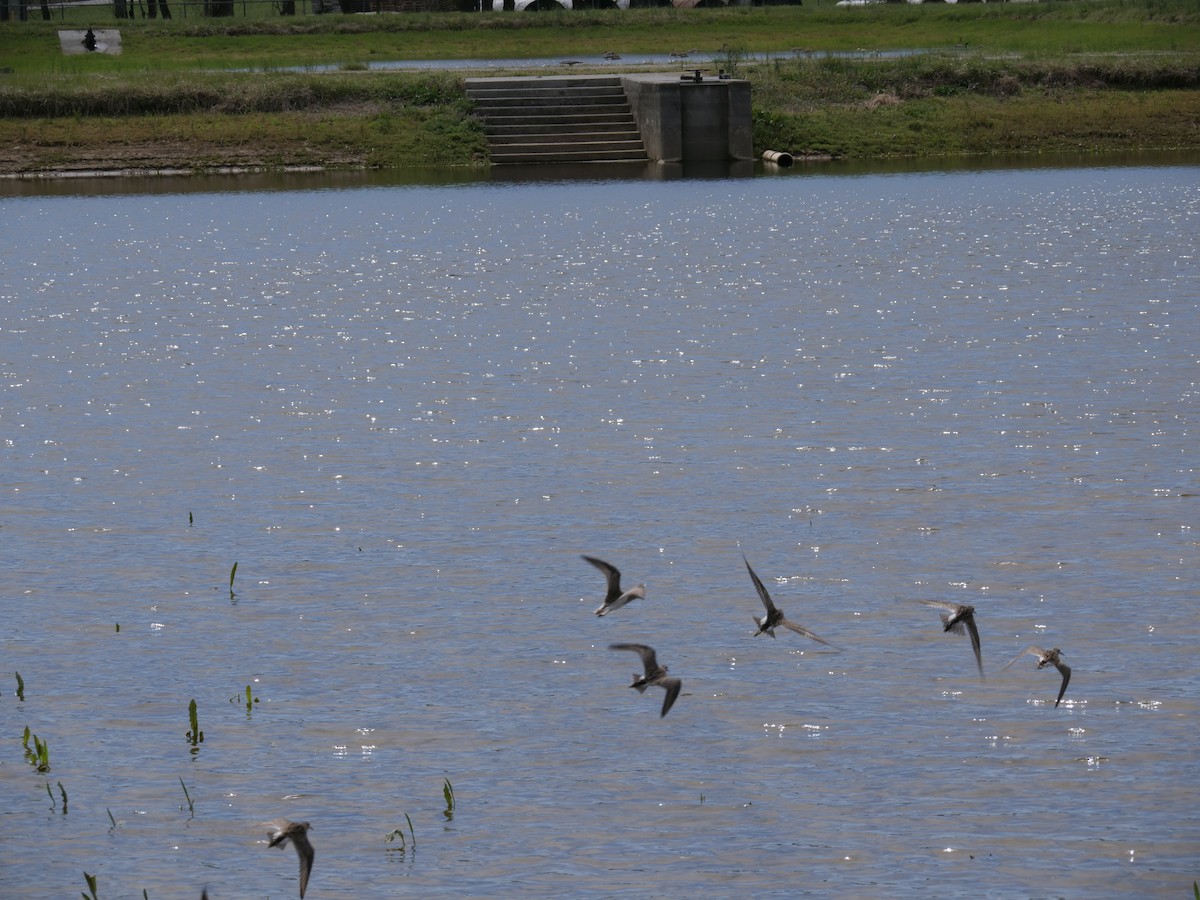 Pectoral Sandpiper - ML431969211