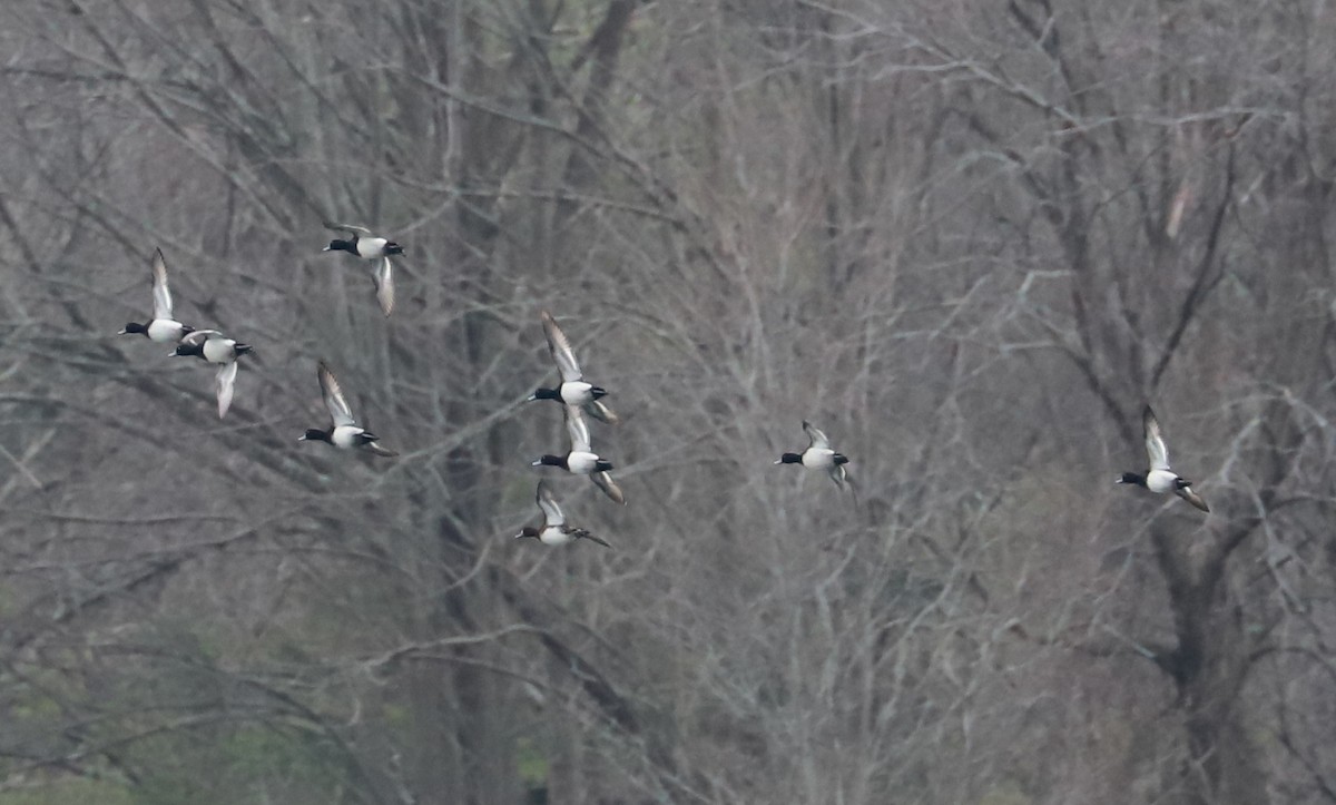 Lesser Scaup - Debra Rittelmann