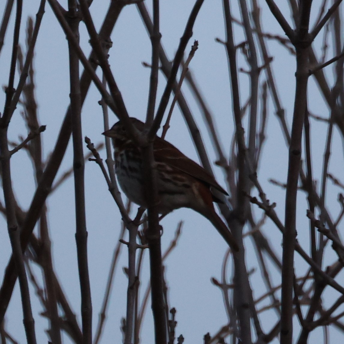 Fox Sparrow - ML431969601