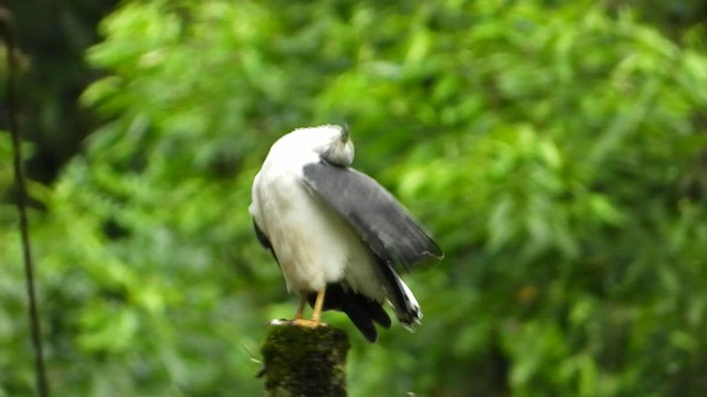 シロエリノスリ - ML431969711