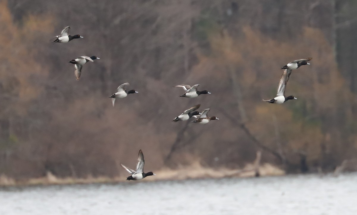 Lesser Scaup - Debra Rittelmann