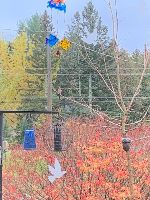 Northern Cardinal - ML431971051