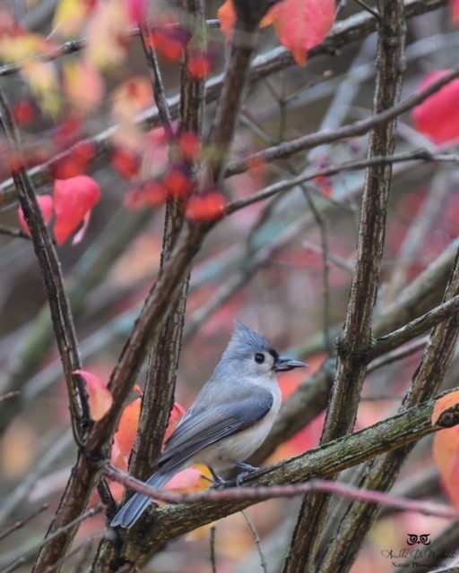 Tufted Titmouse - ML431971221