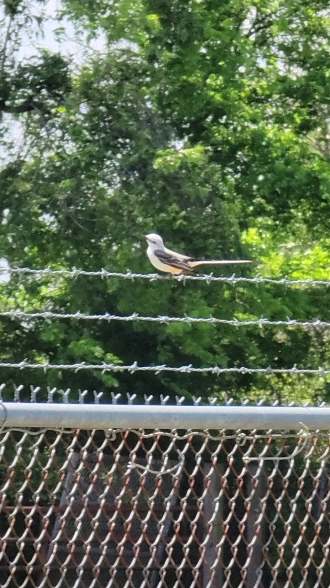 Scissor-tailed Flycatcher - ML431972651